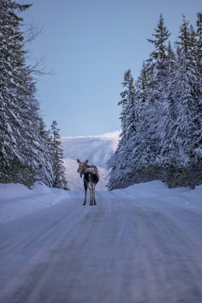 Gray moose walking down a snowy road in Wells, BC