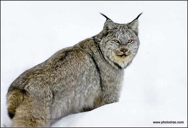 Lynx walking in winter in BC's Cariboo region. 