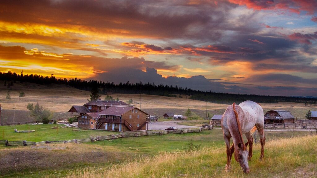 Horse standing in a field during sunset.