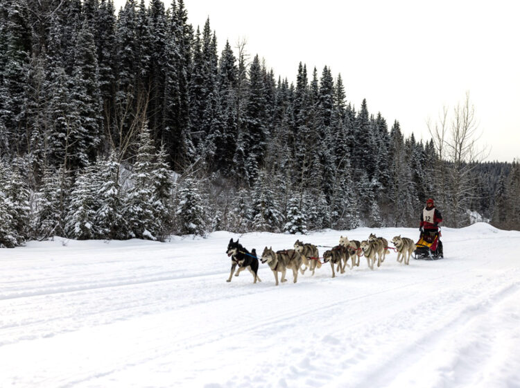 gold rush trail sled dog