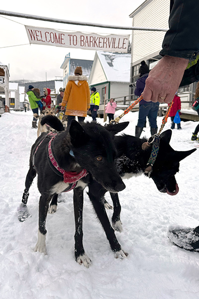 Barkerville sled dog run